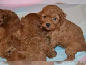 Cavapoo mini welpen Bild 3