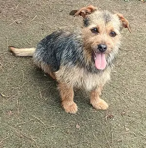 Star, a.d.Tierschutz, sucht sein Happy-Home 