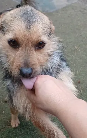 Star, ca. 25cm Schulterhöhe, 2 Jahre, sucht Happy-Home 