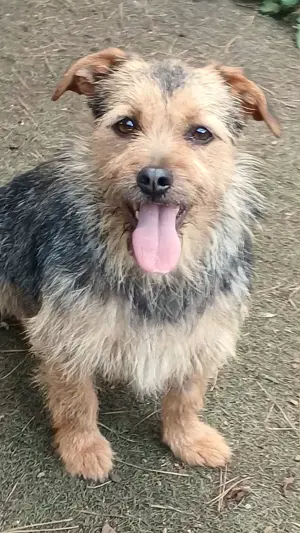 Star, a.d.Tierschutz, sucht sein Happy-Home 