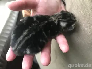 Bengal Mix Kitten Baby 