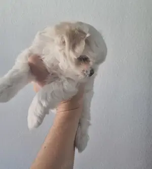 Minimalteser Malteser sehr kleiner Rüde Welpe koreanische Abstammung Hund 