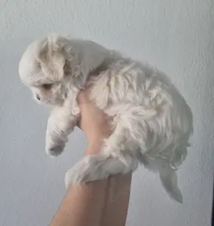 Minimalteser ca.2.2kg Endgewicht Malteser Welpe Rüde Hund  Bild 9