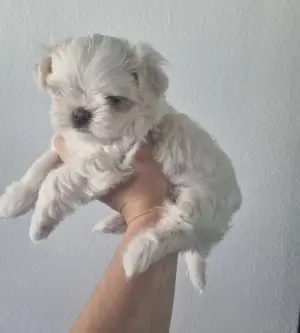 Malteser Mini sehr kleiner Rüde Welpe koreanische Abstammung Hund 