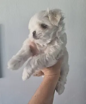 Minimalteser ca.2.2kg Endgewicht Malteser Welpe Rüde Hund  Bild 3