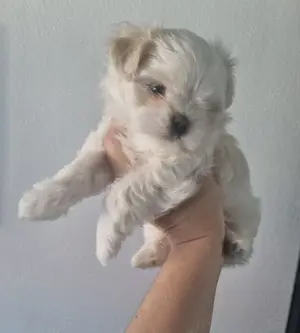 Minimalteser ca.2.2kg Endgewicht Malteser Rüde Welpe Hund 