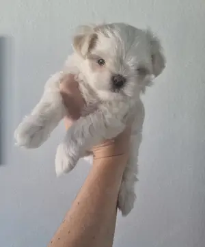 Minimalteser ca.2.2kg Endgewicht koreanische Abstammung Welpe Rüde Hund Malteser 