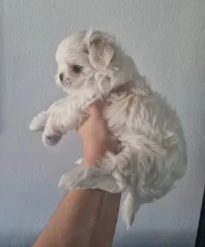 Minimalteser ca.2.2kg Endgewicht Malteser Welpe Rüde Hund  Bild 8