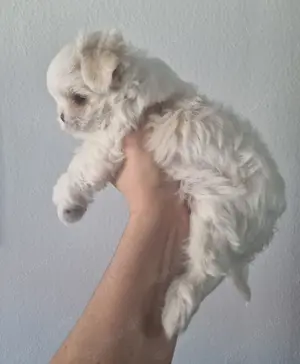 Malteser kleinbleibend mini Rüde Welpe koreanische Abstammung Hund reinrassig  Bild 4