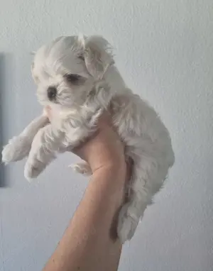Minimalteser ca.2.2kg Endgewicht Malteser Welpe Rüde Hund  Bild 5