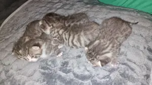 BKH katzen