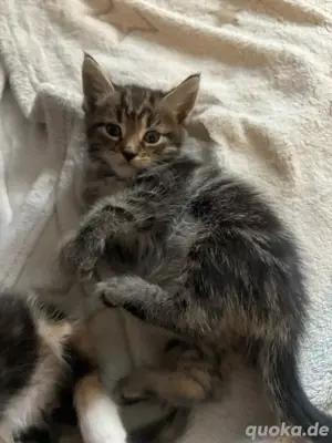 Süße katzenbabys suchen bald eine Liebe Familie