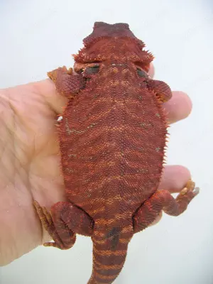  Bartagame Männchen Bock - Red Monster Leatherback het Hypo Nachzucht Nr.1 - extrem rot - handzahm