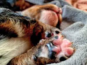 Bernersennen Hund  Welpen auf der Suche nach ihrem neuen Paradies 