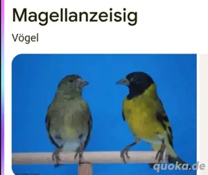 Magellan Vogel