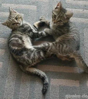 Reinrassigen BKH 2 Katerchen 