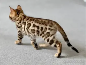 Bengal-Kätzchen