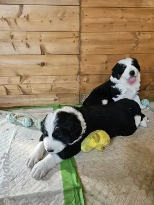 2 Rüden Ende Juli abzugeben 