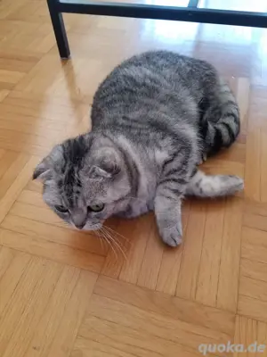 Katze 1,5 jahre alt 