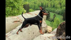Zwergpinscher ,sie ist 3 Jahr