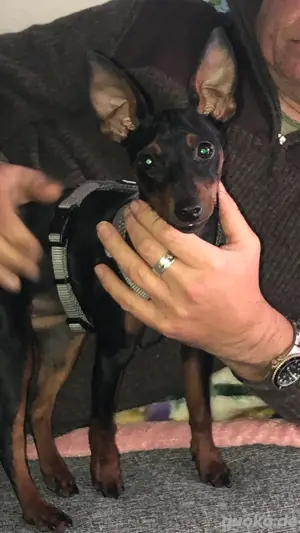 Zwergpinscher ,sie ist 3 Jahre alt Bild 4