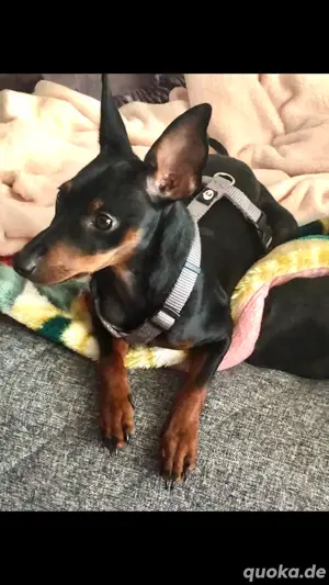 Zwergpinscher ,sie ist 3 Jahre alt Bild 3