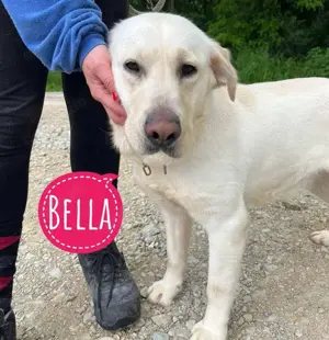 Bella, liebe und wunderschöne Labrador Hündin, schon auf Pflegestelle in Deutschland