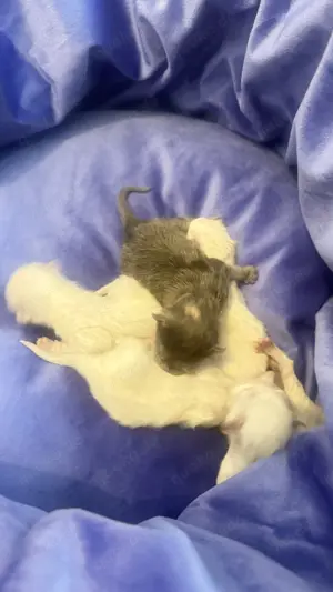 Bkh weiß blaue Augen ! Babys endlich da  Bild 4