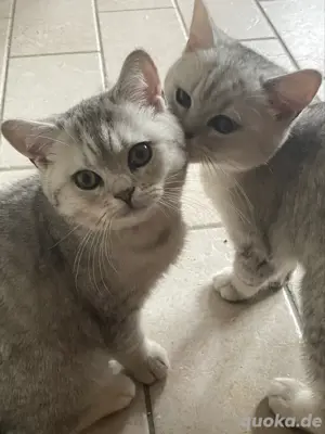 Wunderschöne, reinrassige BKH Kitten mit Stammbaum!
