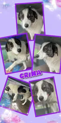fröhliches, liebes, menschenbezogenes Hundemädchen "Crina" sucht ein Zuhause 