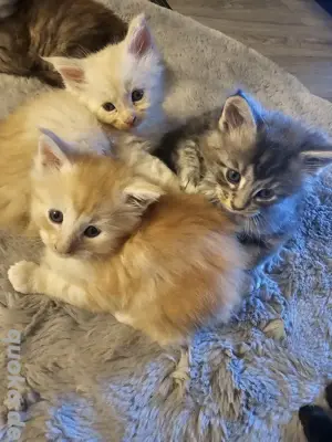 xxl mainecoon kitten kater