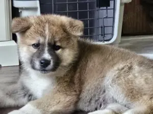 Akita Inu Welpen