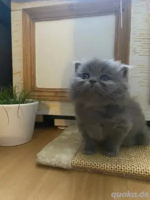 süße Perserkitten suchen dich 