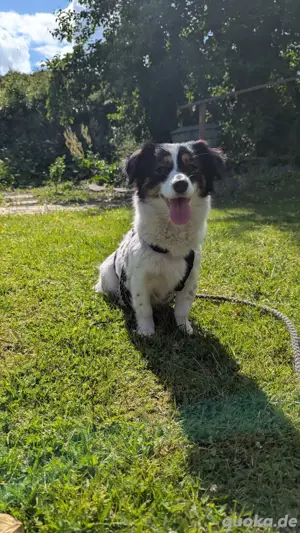 Kleine Miley(2 Jahre 38 cm 4 kg) sucht liebevolles, ruhiges Zuhause 