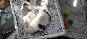 Katzen Mädchen abzugeben 
