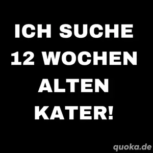 Ich suche Kater Baby