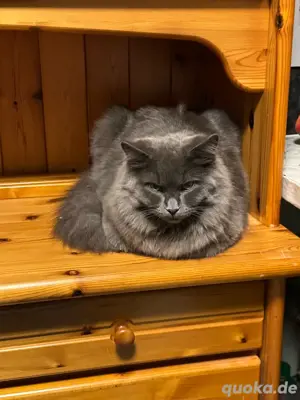 Mainecoon bkh mix kater