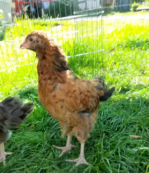 junger Ameraucana x Blumenhuhn Hahn (Easteregger)