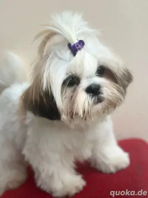 Shih-tzu welpe
