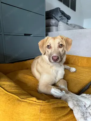 Goldstück Glinda