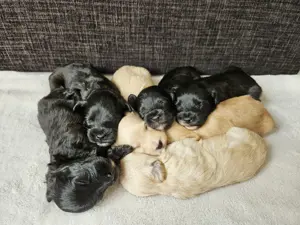 Maltipoo Welpen aus liebevoller Familienaufzucht