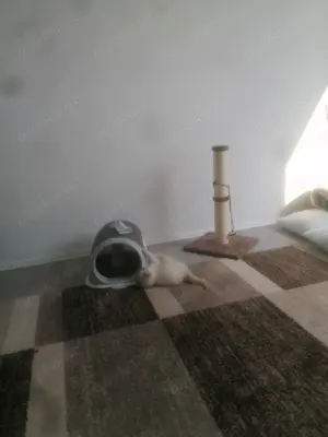 Heilige Birma Weibliches Kitten abzugeben