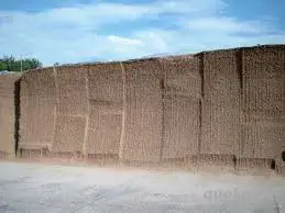 Maissilage 