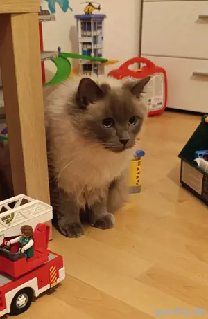 Ragdoll Kater