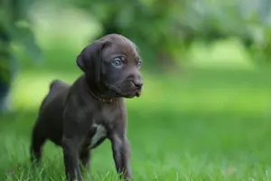 Wunderschöne Weimaraner x deutsch Kurzhaar Hybrid Welpen aus genehmigter Zucht