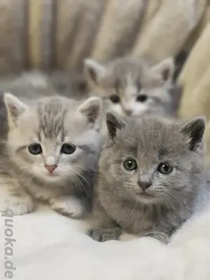    British Shorthair Kitten suchen ein liebevolles Zuhause  