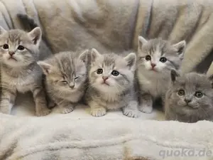    British Shorthair Kitten suchen ein liebevolles Zuhause  