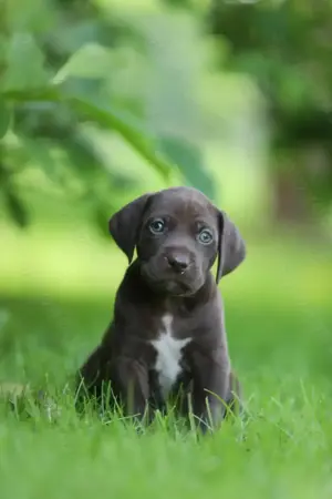 Wunderschöne, vielseitige Weimaraner x Deutsch Kurzhaar Hybrid Welpen aus genehmigter Zucht
