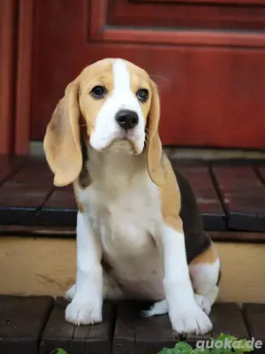 Beagle 2 mädchen sucht neues Haus