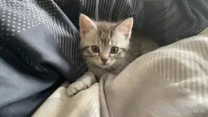 Britisch kurzhaar kitten ab sofort suchen wir eine familie 